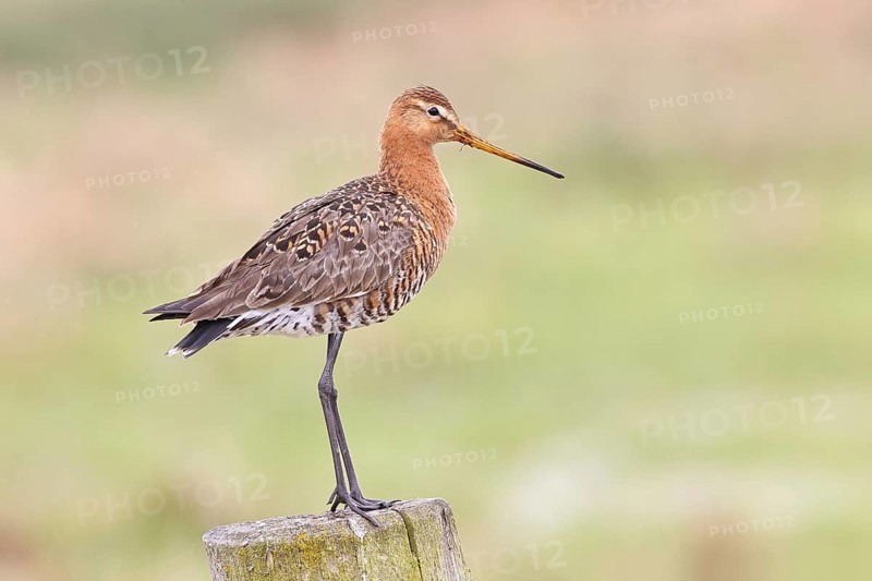 Blacktail (Limosa limosa), sitting room, on a fence post, snipe birds, wildlife, nature photography, wetland, ox moor, Dümmer See, Lembruch, Lower Saxony, Germany
