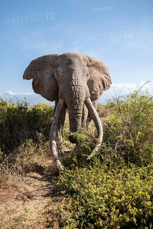 African elephant (Loxodonta africana) eats leaves, the famous Super Tusker elephant Craig, old male with long tusks, Kajiado County, Kenya