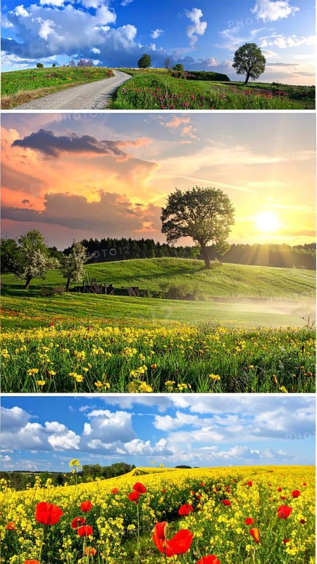 Collage of spring and summer landscapes, blooming flowers, green meadows and trees, hilly landscape with mountains, blue cloudy sky with sunrise or sunset, wallpaper illustration for banner or template background, AI generated