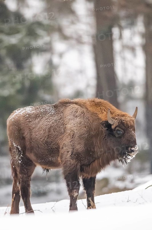 European bison (Bison bonasus) or Wisent standing on a meadow next to the forest in winter, snow, Bavaria, Germany