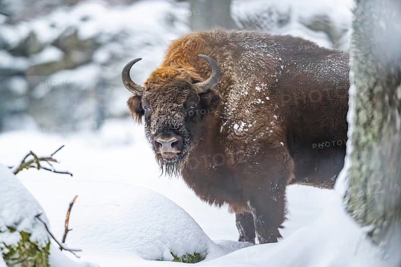 European bison (Bison bonasus) or Wisent standing on a meadow next to the forest in winter, snow, Bavaria, Germany