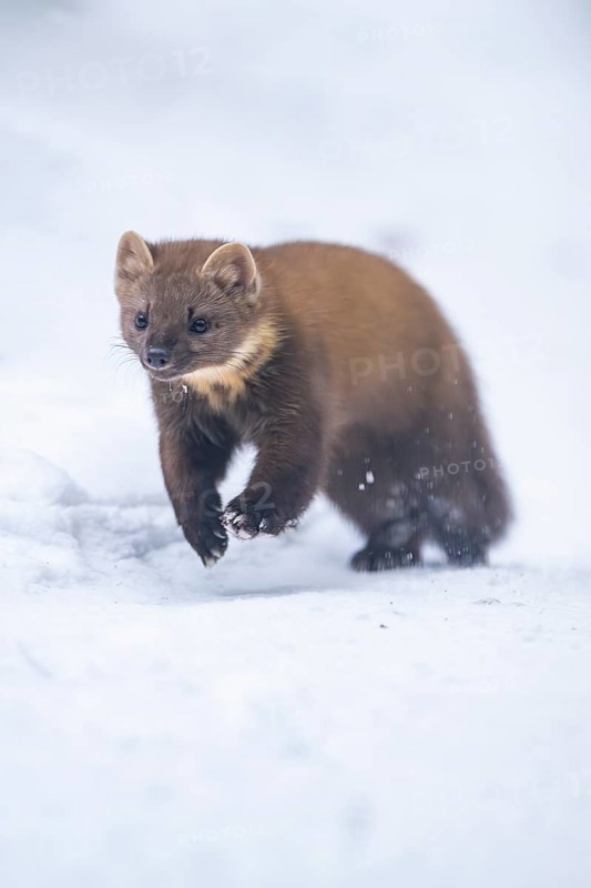 European pine marten (Martes martes) running in the snow in winter, National Park Bavarian Forest, Bavaria, Germany