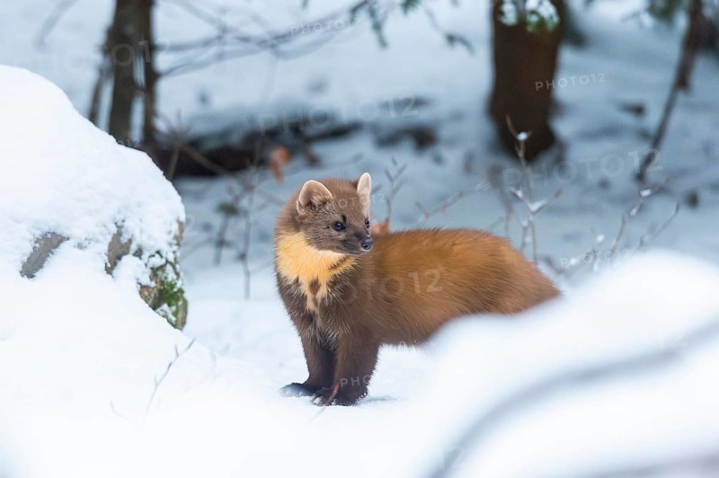 European pine marten (Martes martes) standing in the snow in winter, National Park Bavarian Forest, Bavaria, Germany