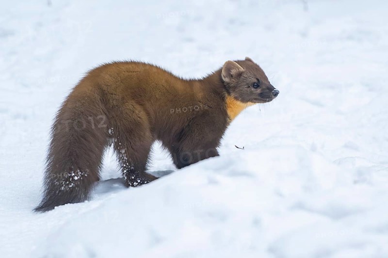 European pine marten (Martes martes) standing in the snow in winter, National Park Bavarian Forest, Bavaria, Germany