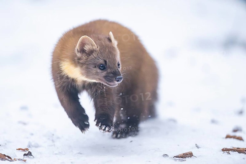 European pine marten (Martes martes) running in the snow in winter, National Park Bavarian Forest, Bavaria, Germany