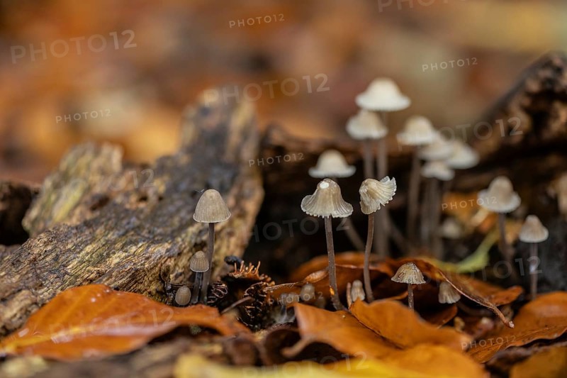 Helmlinge (Mycena), Emsland, Lower Saxony, Germany