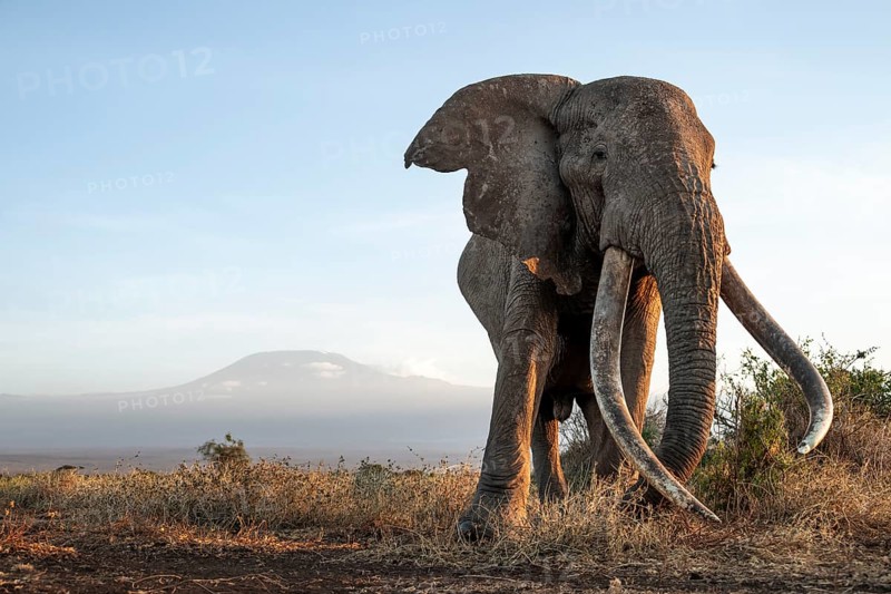 African elephant (Loxodonta africana), the famous Super Tusker elephant Craig, old male with long tusks, in picturesque landscape with the summit of Mount Kilimanjaro, in atmospheric evening light, Kajiado County, Kenya