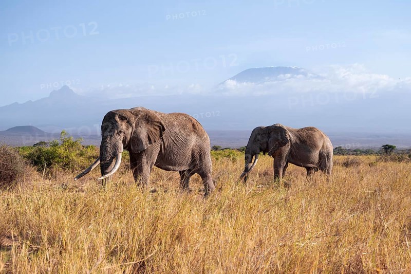 Two African elephants (Loxodonta africana) in a picturesque landscape with the summit of Mount Kilimanjaro, the famous Super Tusker elephant Craig and Pascal, old male with long tusks, in atmospheric evening light, Kajiado County, Kenya