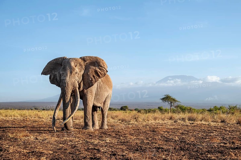 African elephant (Loxodonta africana) in picturesque landscape with the summit of Mount Kilimanjaro, the famous Super Tusker elephant Craig, old male with long tusks, in the evening light, Kajiado County, Kenya