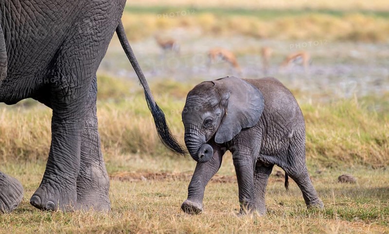 African elephant (Loxodonta africana), small young, baby elephant, Amboseli National Park, Rift Valley Province, Kenya
