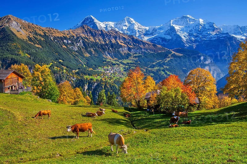Autumn landscape in the hamlet of Sulwald with views of Wengen and Eiger 3967m, Mönch 4110m and Jungfrau 4158m, Isenfluh, Lauterbrunnental, Bernese Oberland, Canton of Bern, Switzerland