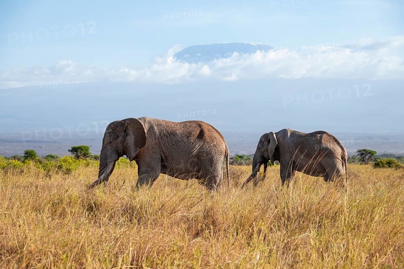 Two African elephants (Loxodonta africana) in a picturesque savanna landscape with the summit of Mount Kilimanjaro, the famous Super Tusker elephant Craig with his friend Pascal, old male with long tusks, in the evening light, Kajiado County, Kenya