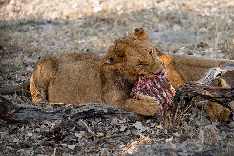 Lion (Panthera Leo) with kill, juvenile male eats the ribs of the captured buffalo, Moremi Game Reserve, Botswana