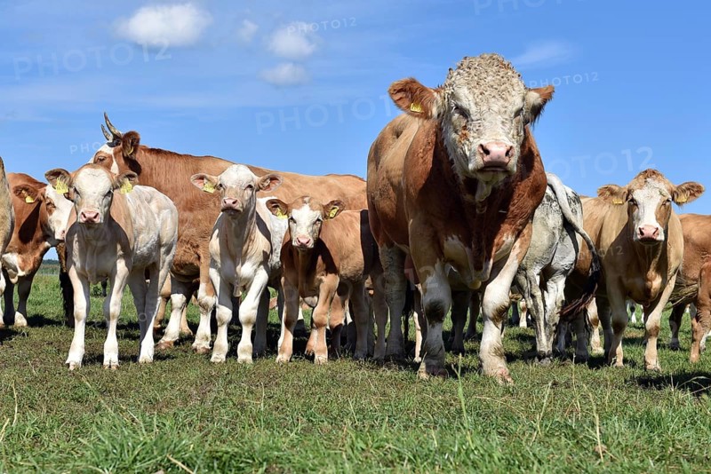 Cattle, on a pasture on the Prerower Strom on the Darß peninsula, Mecklenburg-Western Pomerania, Germany