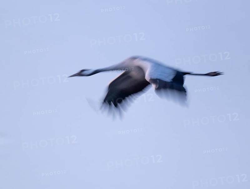 Crane (Grus grus) flying in morning light, motion blur, long exposure, puller, wiping effect, Lower Saxony, Germany