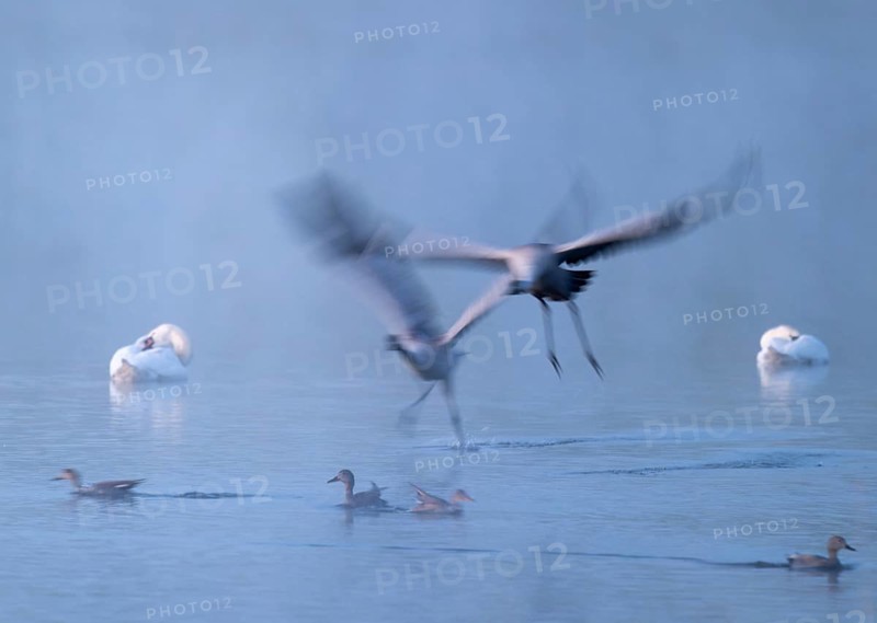Crane (Grus grus), two cranes flying over a shallow water zone of a lake in morning light, motion blur, long exposure, moving, mopping effect, Lower Saxony, Germany