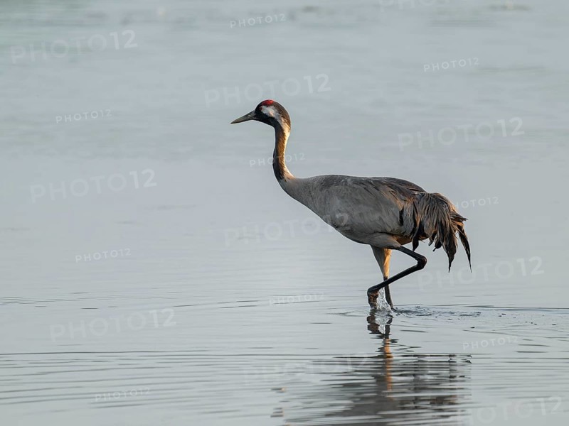 Crane (Grus grus) standing in the shallow water zone of a lake, warm morning light, Lower Saxony, Germany