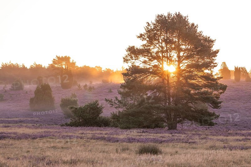 Golden sunbeams over the blooming Lüneburger Heide near Niederhaverbeck