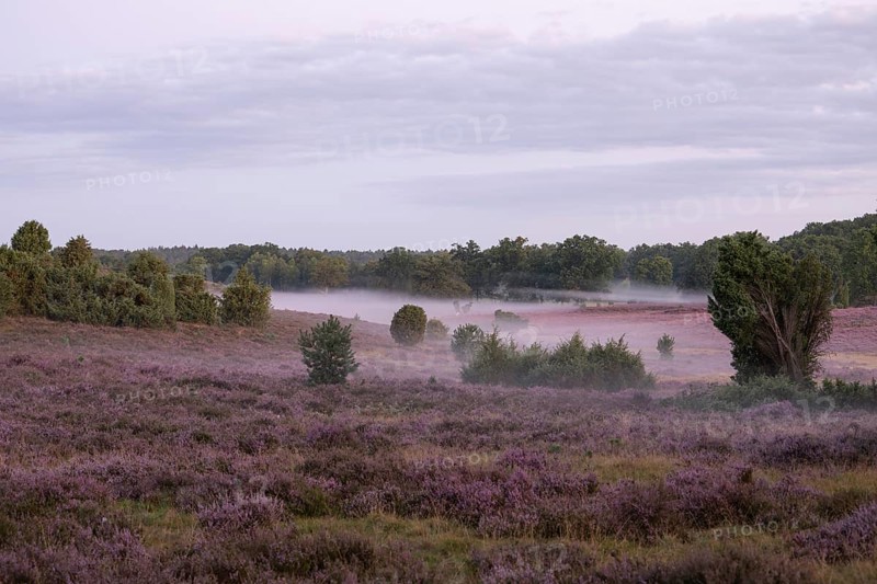 Enchanting morning atmosphere in August with fog in the blooming Lüneburger Heide near Niederhaverbeck