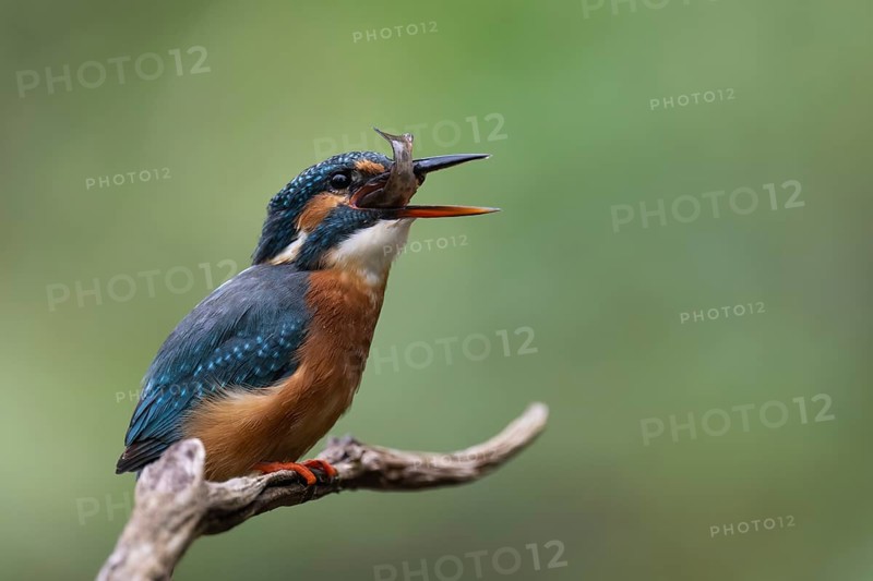 Kingfisher (Alcedo atthis) with brown trout, Bitburg, Rhineland-Palatinate, Germany