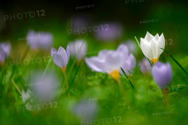 Autumn crocus, autumn time, Germany