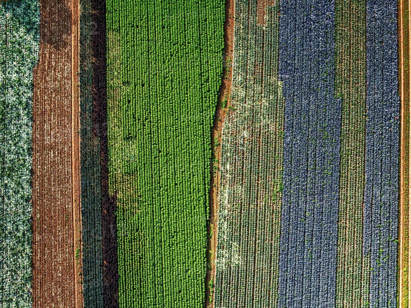 Top down view of red and green cabbage field from a drone, Devon, England, United Kingdom