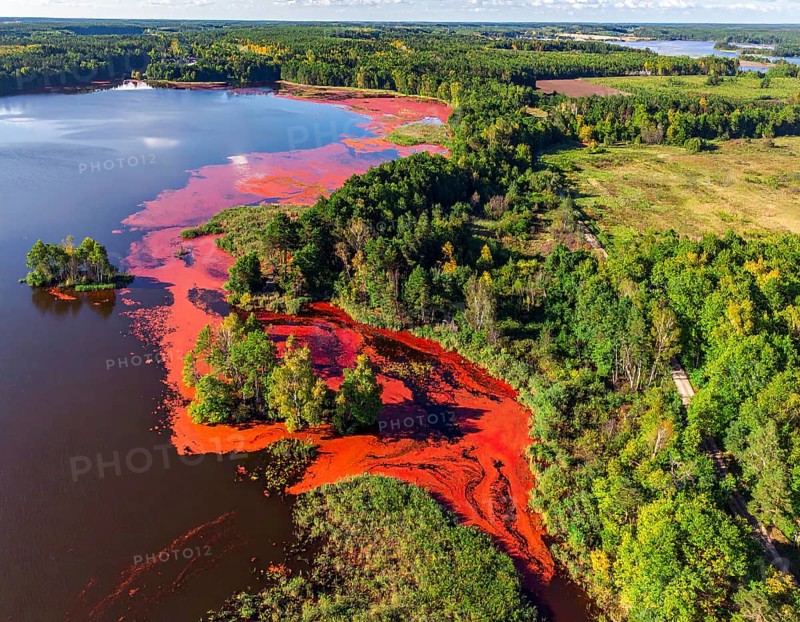 Red algae plant on the lake. abstract ecology nature concept, wild landscape with vibrant red colored water and green forest on a sunny day in summer, Aerial view, wilderness nature with no people around, AI generated