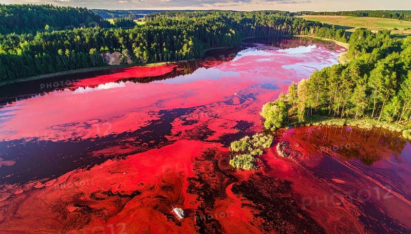 Red algae plant on the lake. abstract ecology nature concept, wild landscape with vibrant red colored water and green forest on a sunny day in summer, Aerial view, wilderness nature with no people around, AI generated