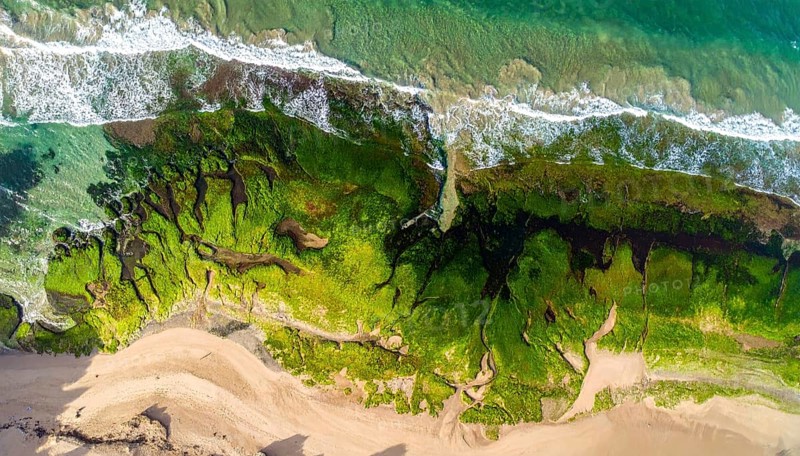 Green algae on the sandy shore of an ocean. Fascinating phenomenon of wild coastline with green plants, white sands, stone, blue water and cliffs, Aerial view of a beautiful abstract unreal and textured landscape, AI generated