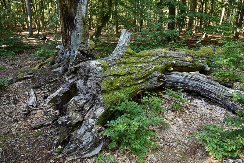 Dead wood in beech forest, Darß primeval forest, Darßer Wald, Mecklenburg-Western Pomerania, Germany