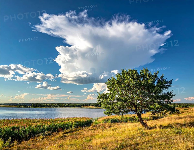 Single and lonely tree near to a lake, meadow and lot of wild grass around, hilly wilderness landscape with blue sky, beautiful clouds on the horizon, nobody around, concept of freedom, traveling and beauty of nature, AI generated