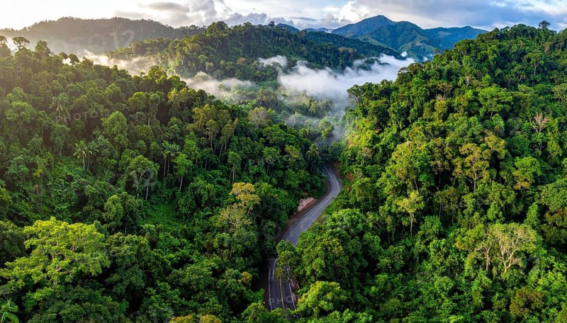 Banner background of tropical forest landscape scene, green wild jungle, cloudy sky at morning, concept and symbol of environmental ecology and sustainable energy, AI generated