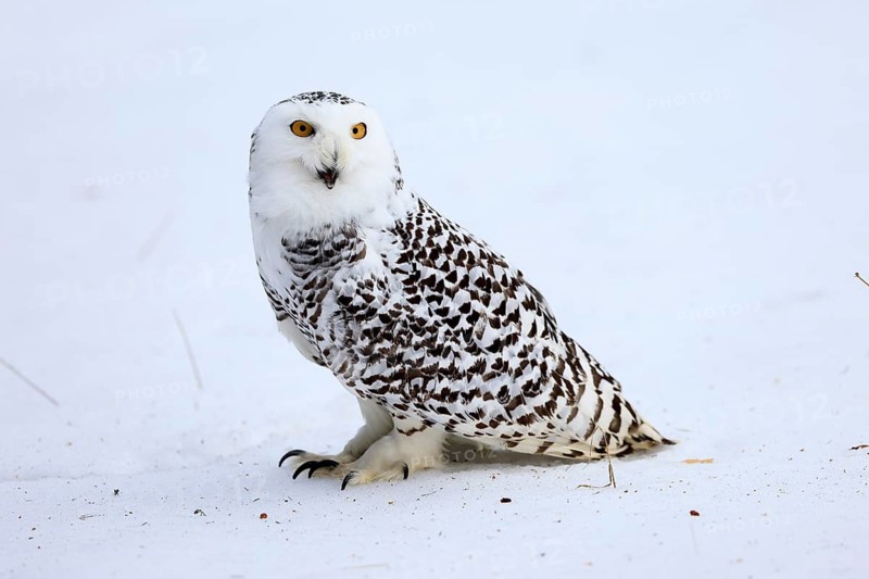Snowy owl (Nyctea scandiaca), snowy owl, adult, alert, in snow, foraging, in winter, Bohemian Forest, Czech Republic, Europe, Germany, captive