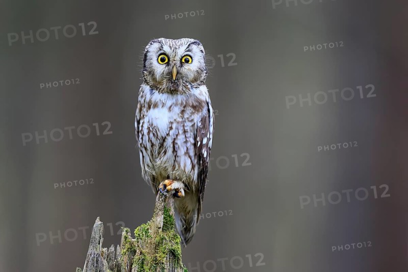 Roughfoot owl (Aegolius funereus), groufoot owl, adult, perch, alert, in winter, Bohemian Forest, Czech Republic, Europe, Germany