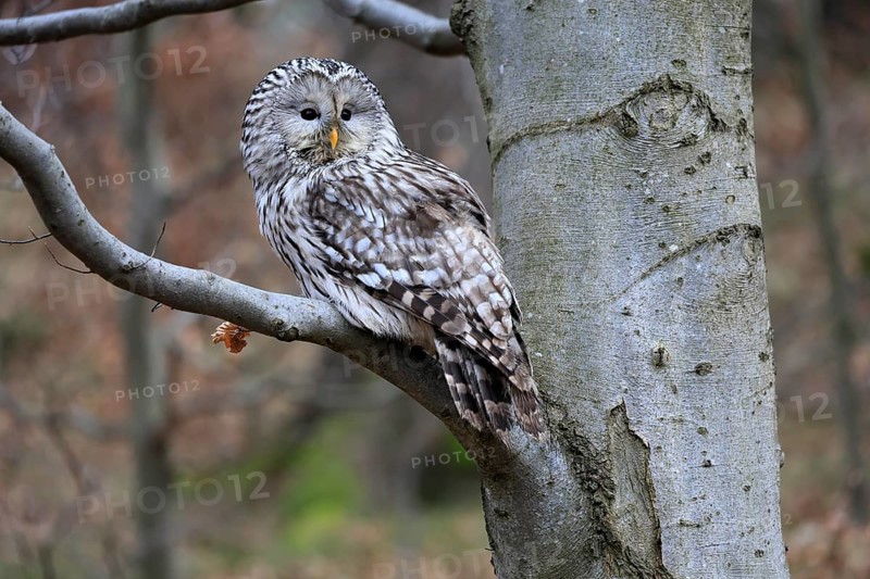 Hawk owl (Strix uralensis), adult, in winter, on tree, Bohemian Forest, Czech Republic, Europe, Germany