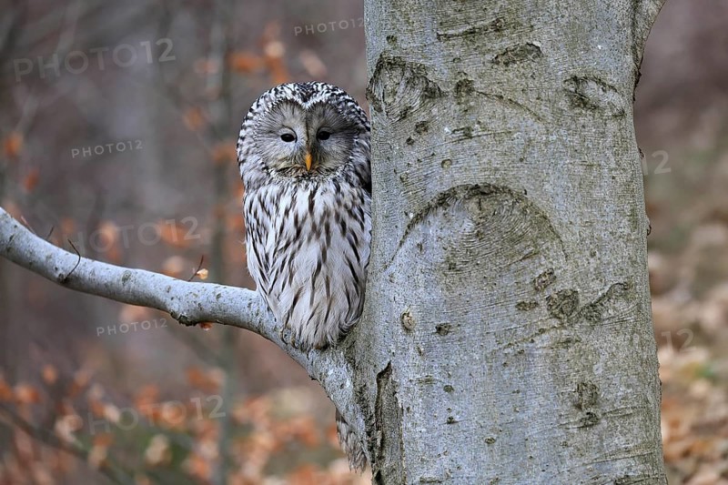 Hawk owl (Strix uralensis), adult, in winter, on tree, on tree trunk, Bohemian Forest, Czech Republic, Europe, Germany