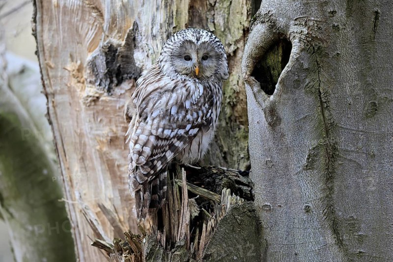 Hawk owl (Strix uralensis), adult, in winter, on tree trunk, Bohemian Forest, Czech Republic, Europe, Germany