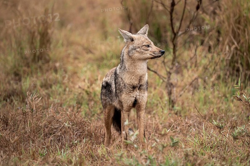 Side-striped jackal (Canis adustus), Kruger Nationalpark, South Africa