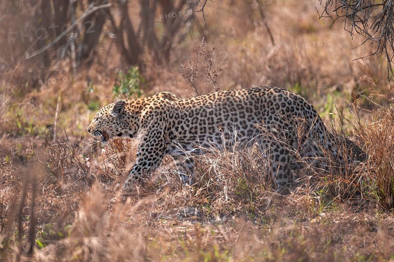 Leopard (Panthera pardus), female in dry grass, adult, Kruger National Park, South Africa