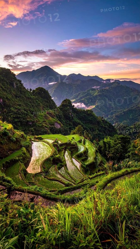 Early morning light bathes Philippines rice terraces cascading down mountain slopes, beautiful golden light, AI generated