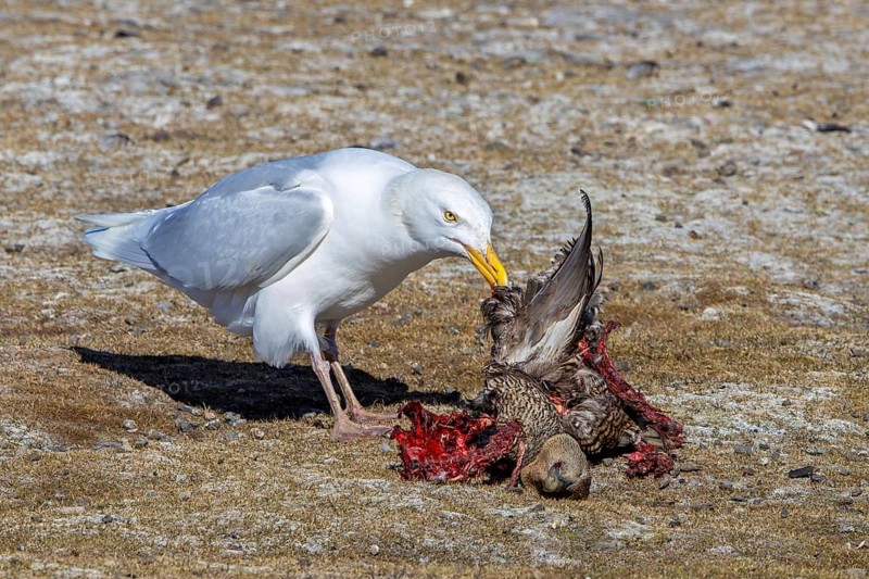 Glaucous gull (Larus hyperboreus hyperboreus) adult in summer plumage scavenging on dead common eider duck in spring, Svalbard, Spitsbergen