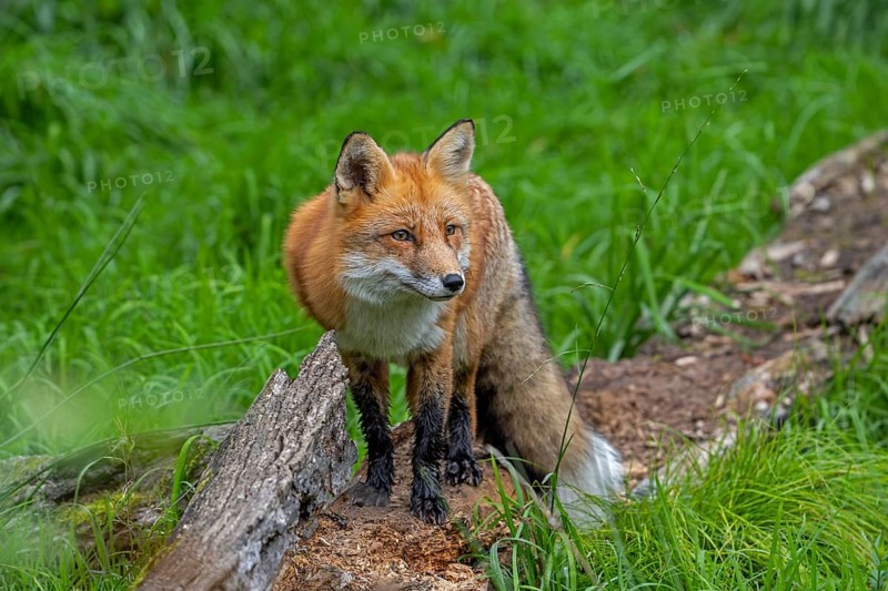 Red fox (Vulpes vulpes) hunting in grassland, meadow at edge of forest