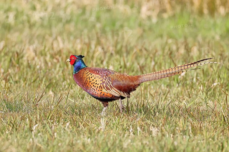 Pheasant, hunting pheasant (Phasianus colchicus), adult male bird in a meadow, wildlife, lembruch, ox moor, Dümmer nature park Park, Lower Saxony, Germany