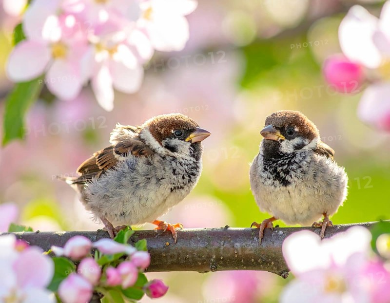Small funny Sparrow Chicks sit in the garden surrounded by pink Apple blossoms on a Sunny may day, AI generated