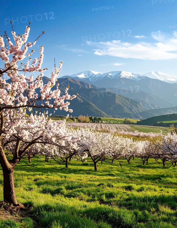 Landscape with a blooming apricot tree, idilyc spring nature, green grass and mountains in background, blue cloudy sky in sunset web banner spring time concept, AI generated