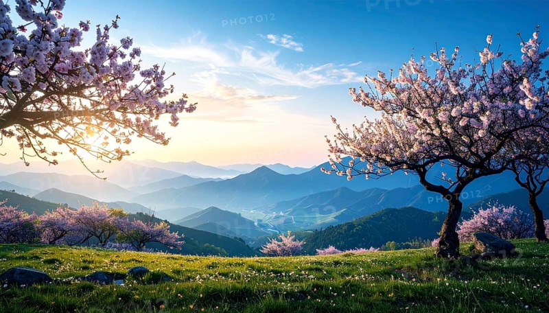 Landscape with a blooming apricot tree, idilyc spring nature, green grass and mountains in background, blue cloudy sky in sunset web banner spring time concept, AI generated