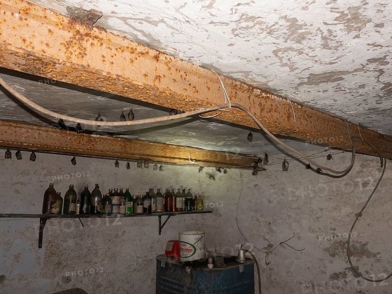 Small horseshoe nose (Rhinolophus hipposideros) hanging from the ceiling in the cellar, Thuringia, Germany