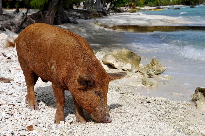 Pig, wild boar on Rangiroa beach in the South Pacific, Tahiti, French Polynesia