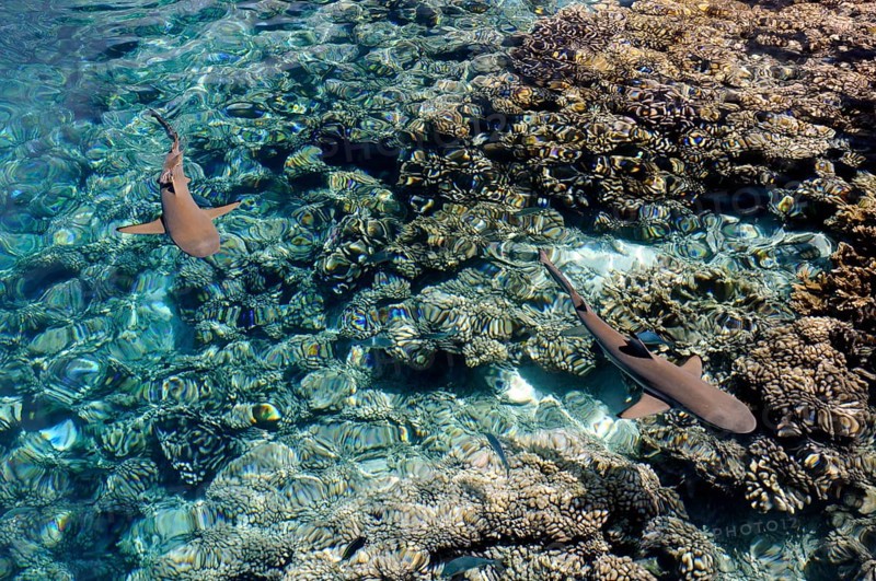 Blacktip reef shark over the corals of Fakarava, South Seas, Tahiti, French Polynesia