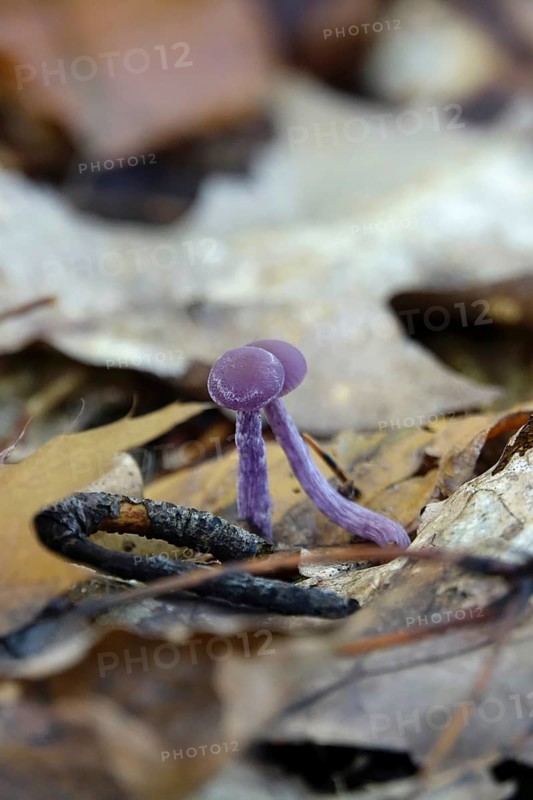Purple lacquer funnel (Laccaria amethystina) in the forest, autumn time, October, Saxony, Germany